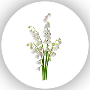 Lily Of The Valley