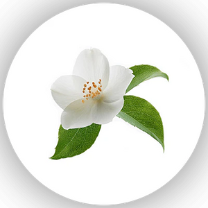 Jasmine